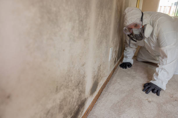 Loudonville, NY Mold Removal Services Company